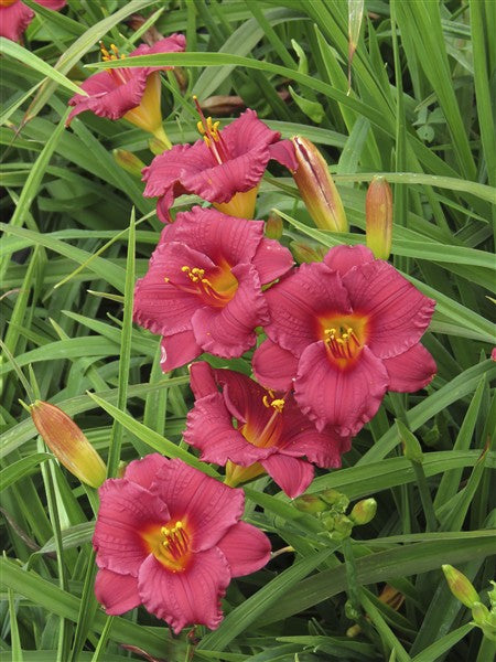 Hemerocallis (daylily) - Cranberry Baby (miniature) - 4 plants p-pack