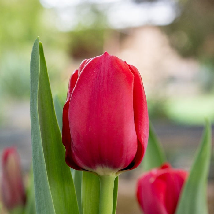 Cold-Treated Tulips - Curry- 10 bulbs p-pack