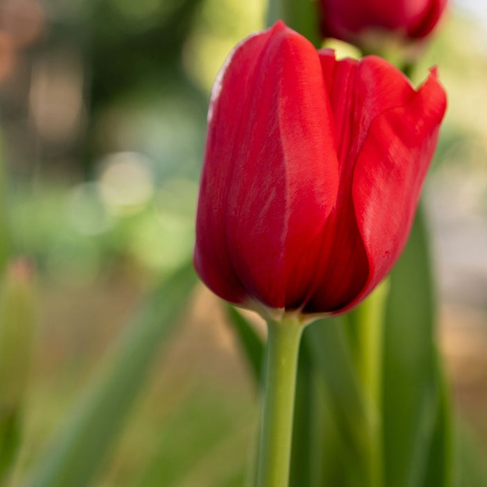 Cold-Treated Tulips - Curry- 10 bulbs p-pack