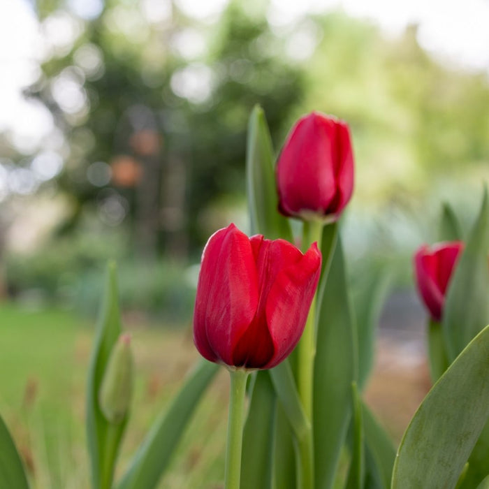 Cold-Treated Tulips - Curry- 10 bulbs p-pack