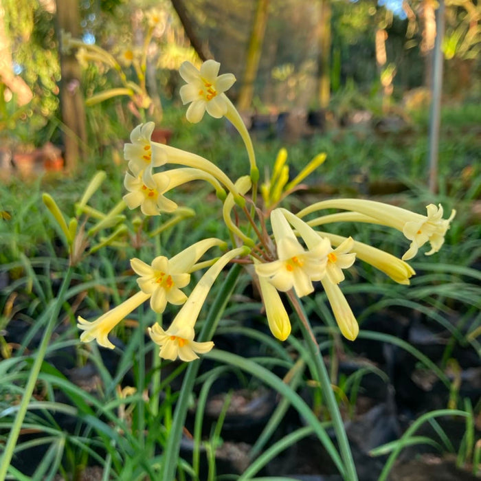 Cyrtanthus mackenii - Mixed Yellow Evergreen - 10 bulbs p-pack