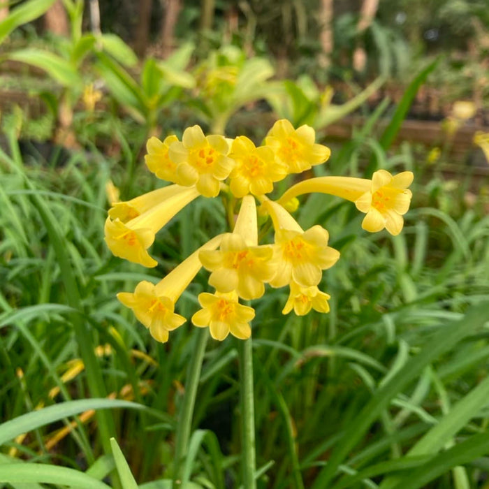 Cyrtanthus mackenii - Mixed Yellow Evergreen - 10 bulbs p-pack