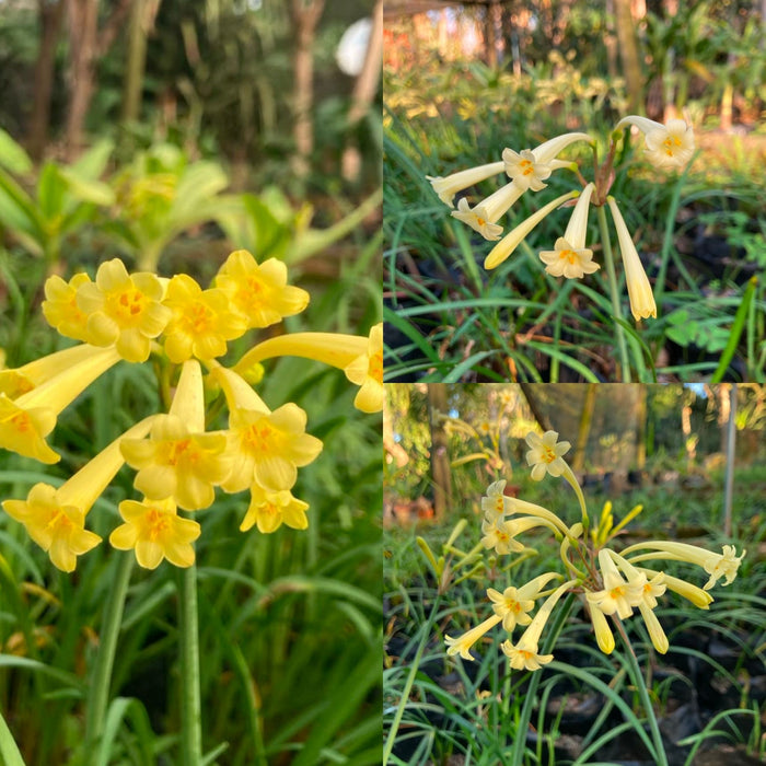 Cyrtanthus mackenii - Mixed Yellow Evergreen - 10 bulbs p-pack
