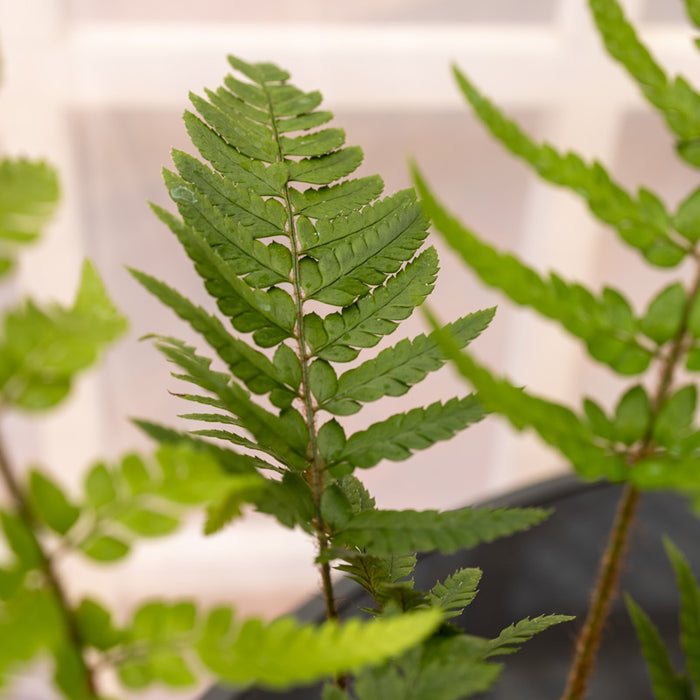 Cyrtomium falcatum (holly fern) - 14cm pot