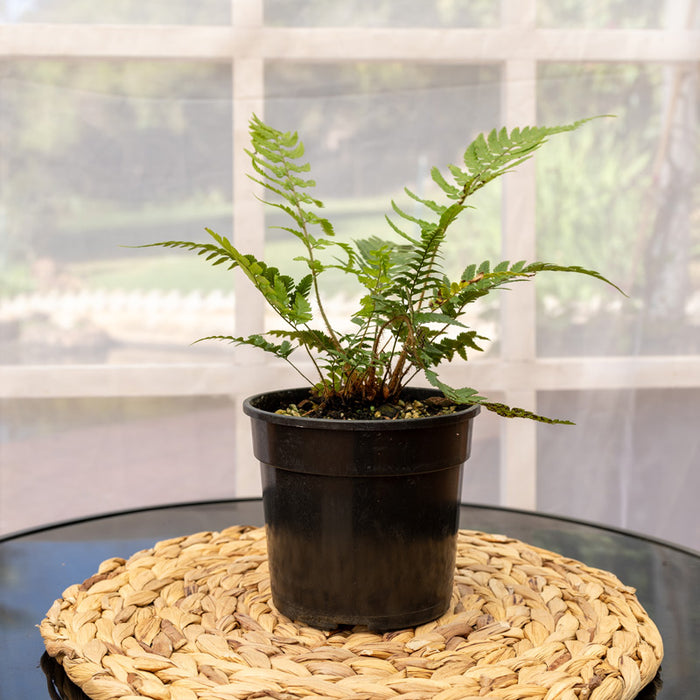 Cyrtomium falcatum (holly fern) - 14cm pot