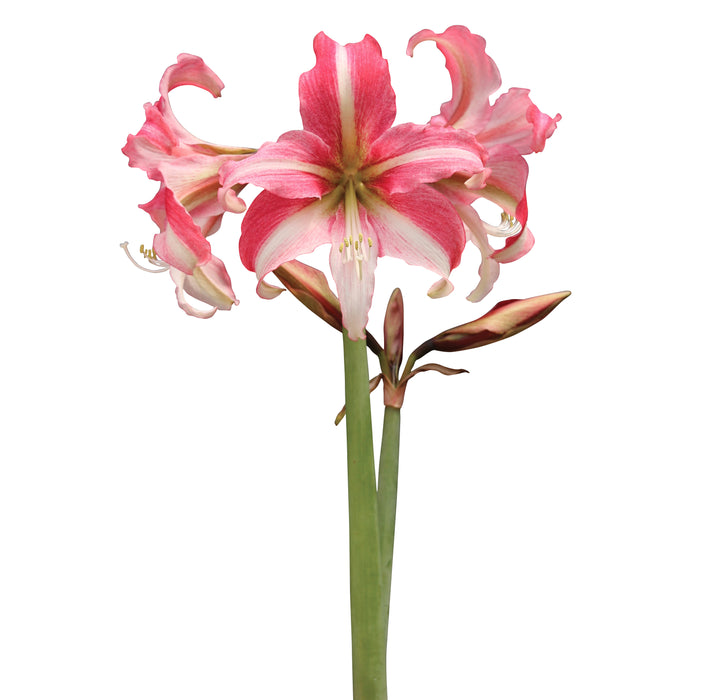 Amaryllis Sonata Single - Imbali™ - 2 bulbs p-pack