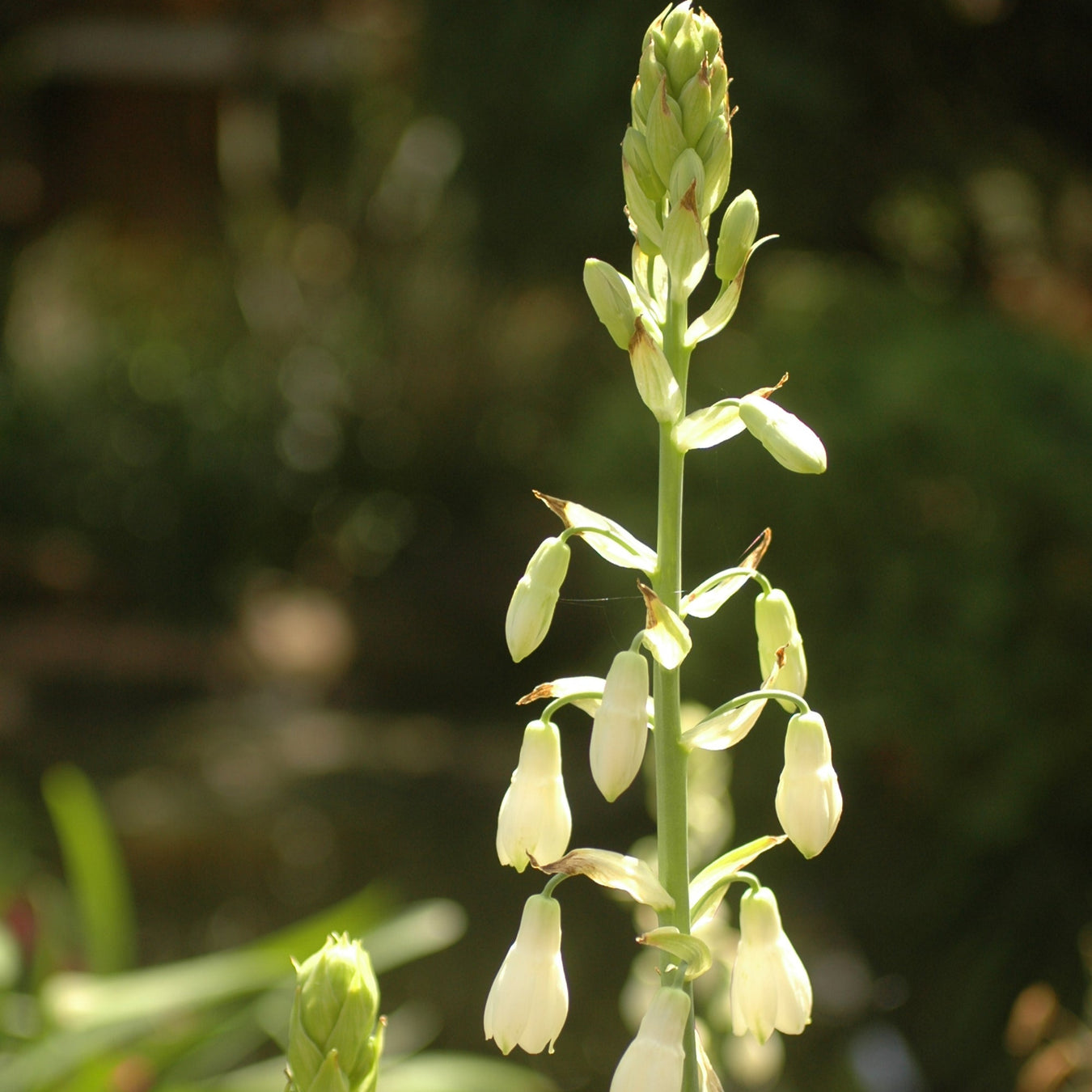 Galtonia
