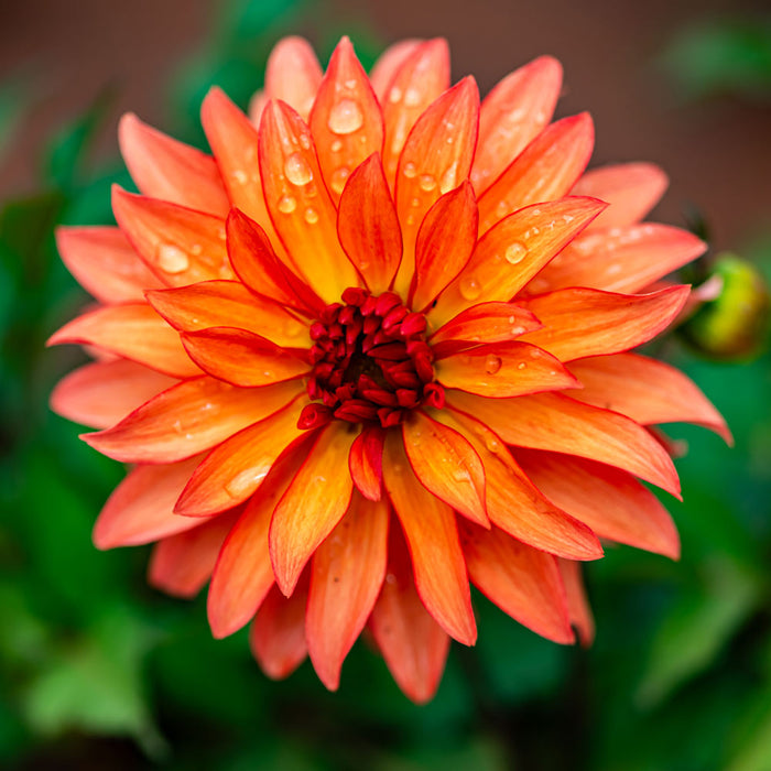 HD Dahlia - Autumn Fairy - Screensaver - Free Download