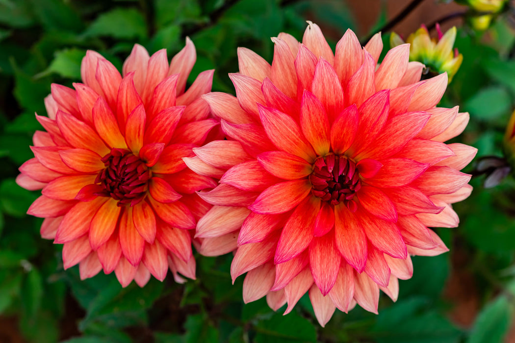 HD Dahlia - Autumn Fairy - Screensaver - Free Download