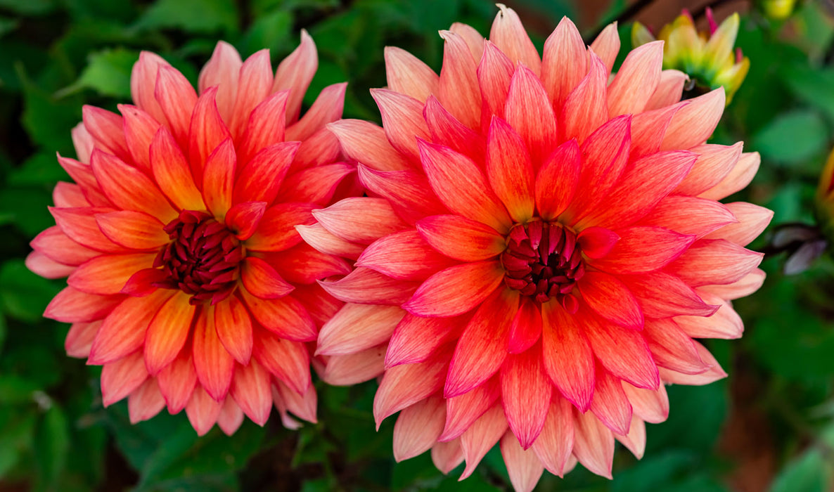 HD Dahlia - Autumn Fairy - Screensaver - Free Download