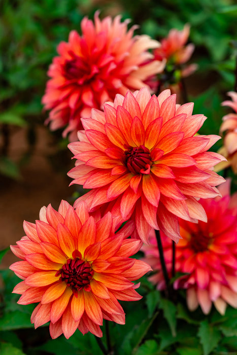 HD Dahlia - Autumn Fairy - Screensaver - Free Download