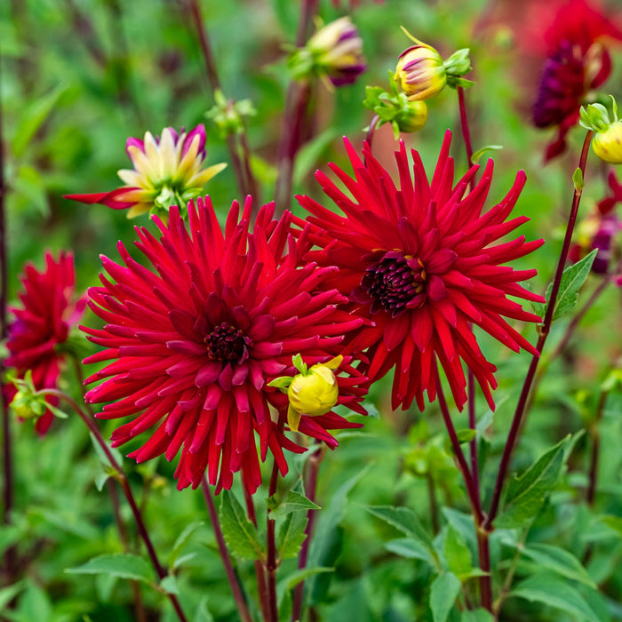 HD Dahlia - Alvas Doris - Screensaver - Free Download