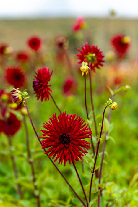 HD Dahlia - Alvas Doris - Screensaver - Free Download
