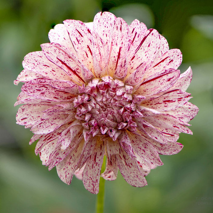 Dahlia Decorative - Avignon - 1 bulbs p-pack