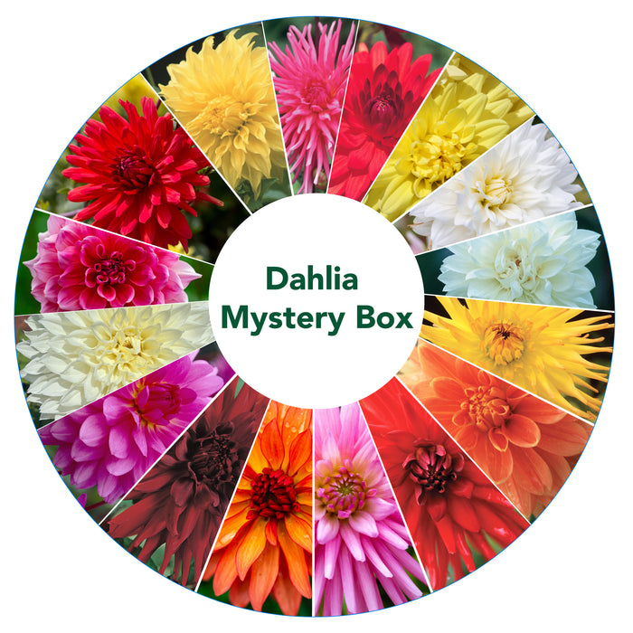 Mystery Box 5 packets - Dahlias or Zantedeschia (calla lilies) - 2 Options
