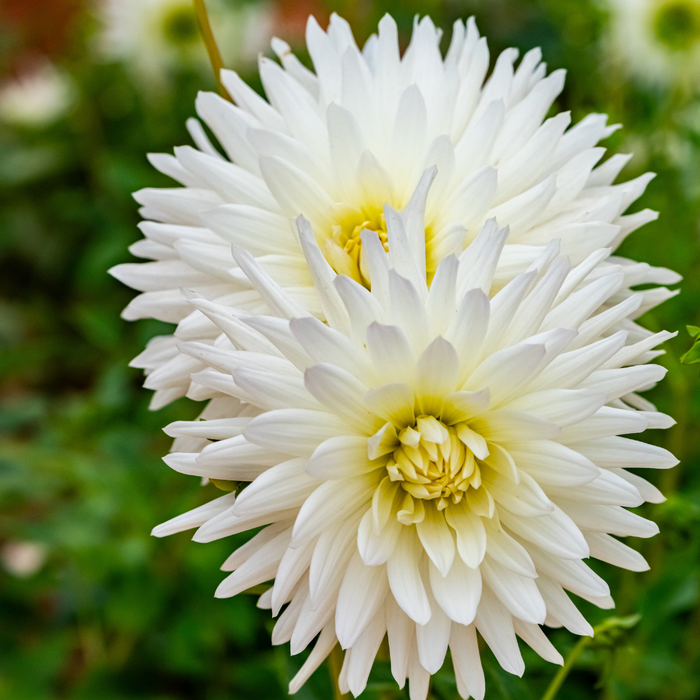 Dahlia Cactus - White - 2 bulbs p-pack