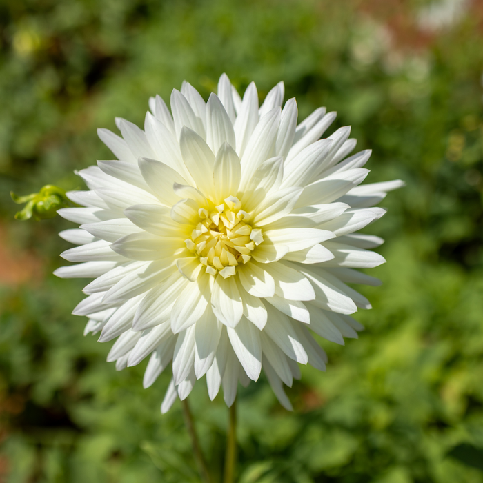 Dahlia Cactus - White - 2 bulbs p-pack