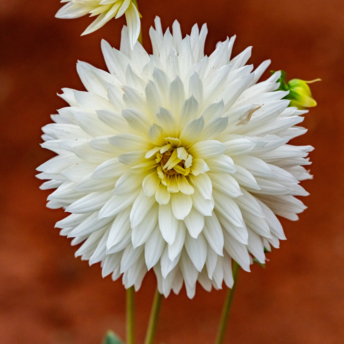 Dahlia Cactus - White - 2 bulbs p-pack