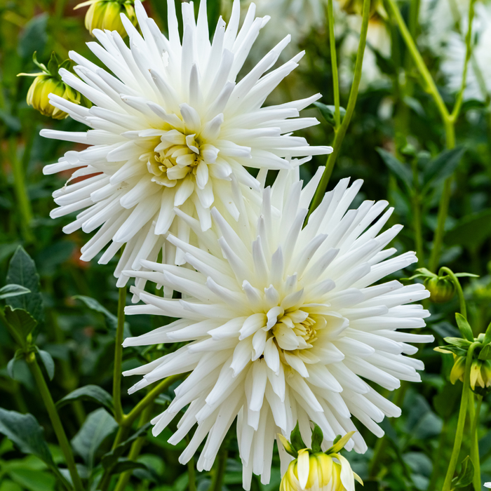 Dahlia Cactus - White - 2 bulbs p-pack