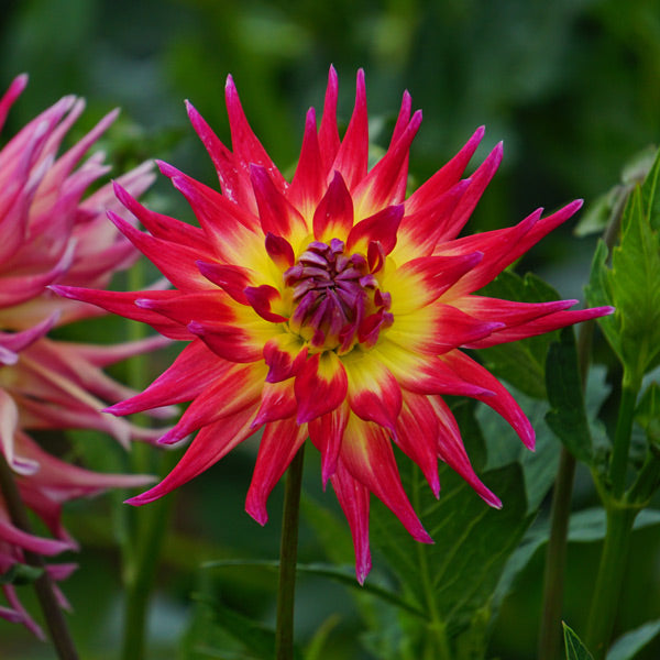 Dahlia Semi-Cactus - Electric Flash - 1 bulb p-pack