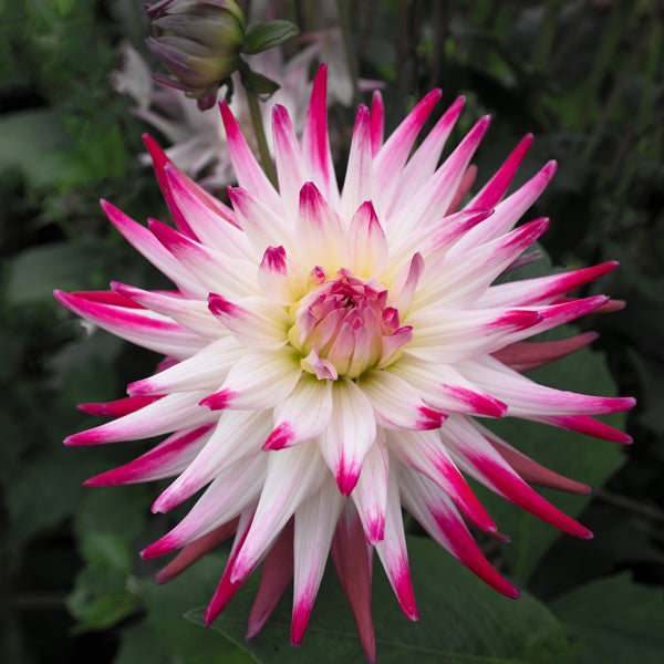 Dahlia Semi-Cactus - Jura - 1 bulb p-pack