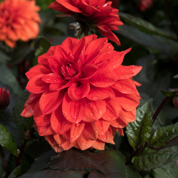 Dahlia Decorative - Ellen Houston - 1 bulb p-pack