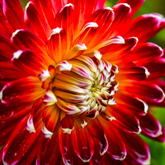 HD Dahlia - Tango - Screensaver - Free Download