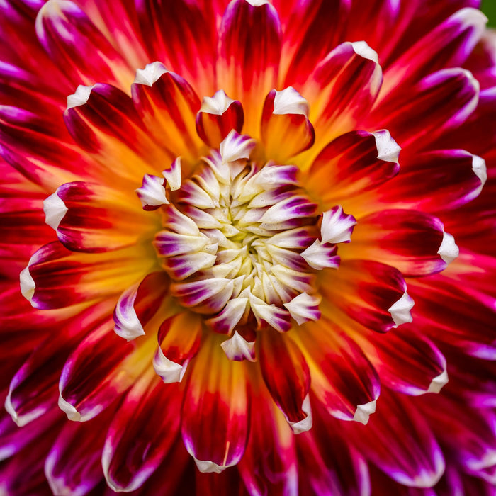 HD Dahlia - Tango - Screensaver - Free Download