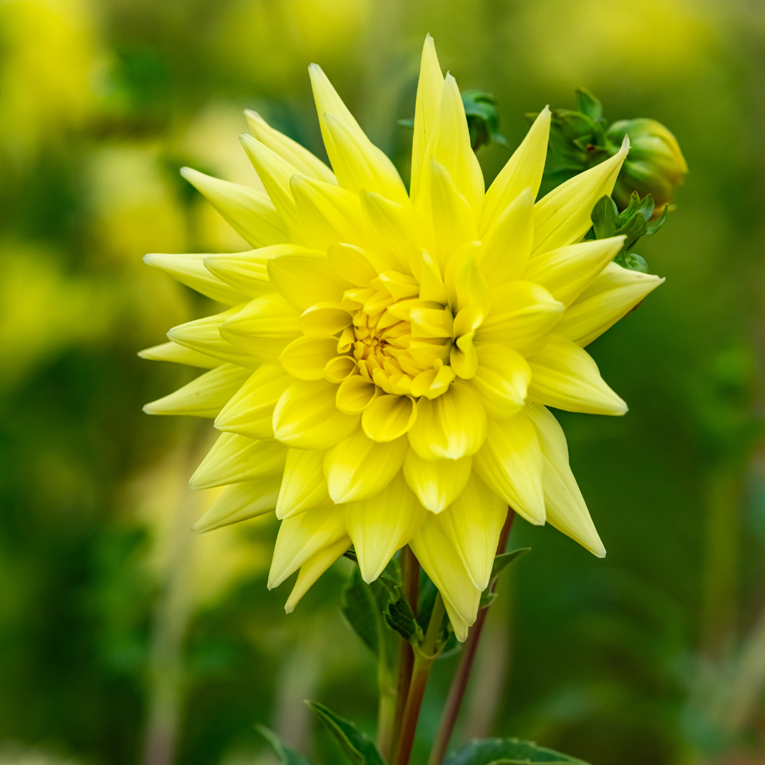 houseonthehill yellowflower ロンティ 80サイズ Dahlia Cactus - Yellow - 2 bulbs p-pack — Hadeco.co.za