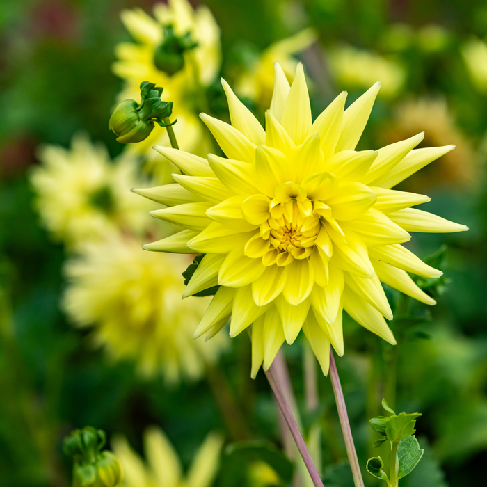 Dahlia Cactus - Yellow - 2 bulbs p-pack
