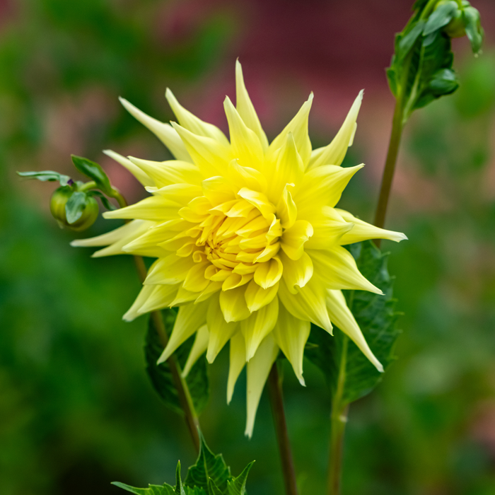 Dahlia Cactus - Yellow - 2 bulbs p-pack