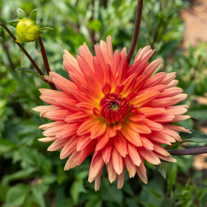 Dahlia Cactus Mev. Cl. Andries - 1 bulb p-pack