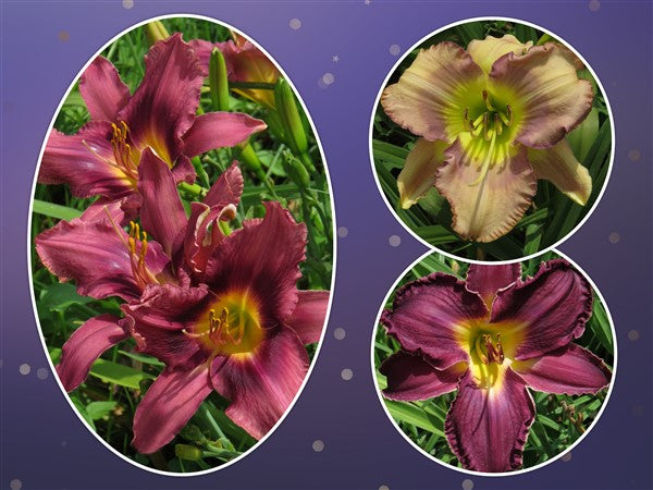 Hemerocallis - Combo #71 - 3 plants p-pack