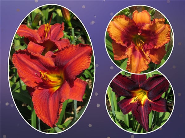 Hemerocallis - Combo #72 - 3 plants p-pack