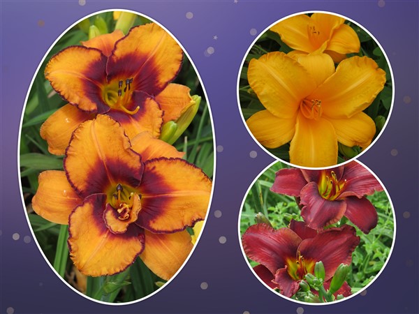 Hemerocallis - Combo #73 - 3 plants p-pack