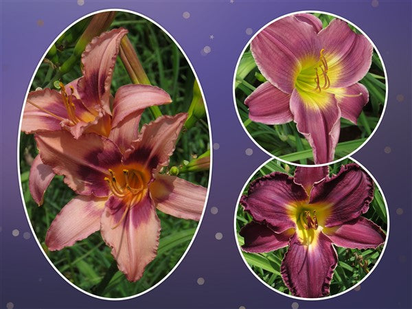 Hemerocallis - Combo #74 - 3 plants p-pack