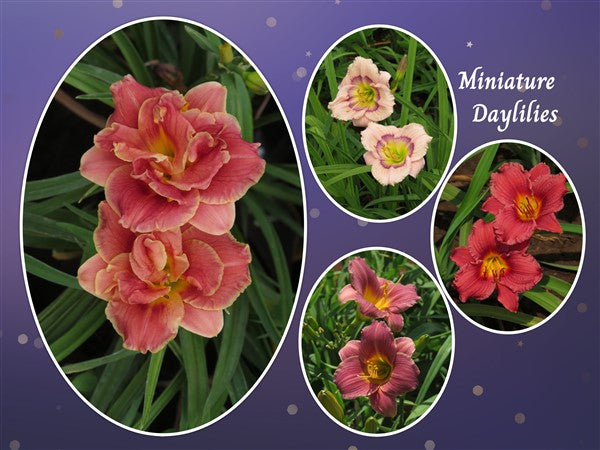 Hemerocallis - Combo #75 - 4 plants p-pack