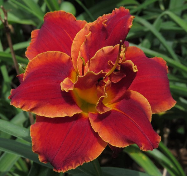 Hemerocallis - Dbl Double Red Royal - 1 plant p-pack