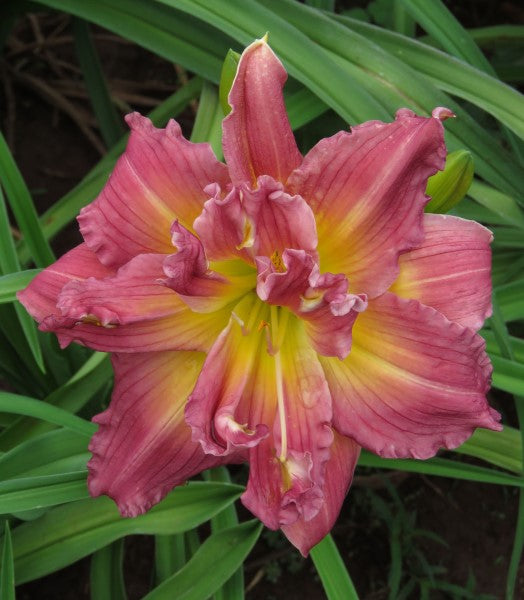 Hemerocallis - Dbl Double Rosedale - 1 plant p-pack