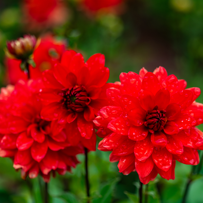 Dahlia Decorative - Red - 2 bulbs p-pack