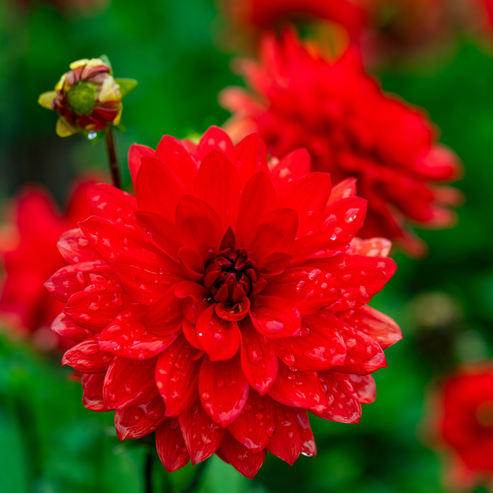 Dahlia Decorative - Red - 2 bulbs p-pack