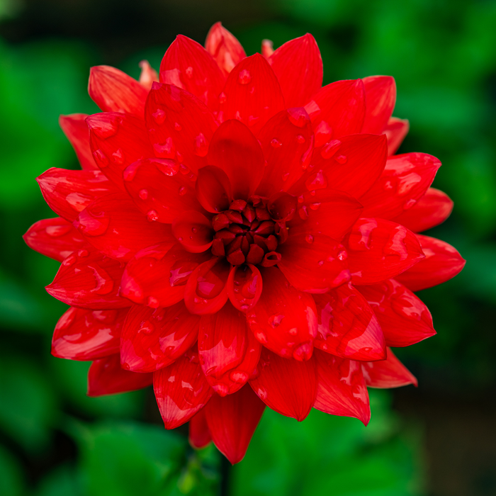 Dahlia Decorative - Red - 2 bulbs p-pack