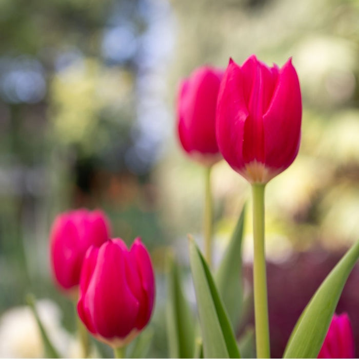 Cold-Treated Tulips - Delta Graffiti - 10 bulbs p-pack