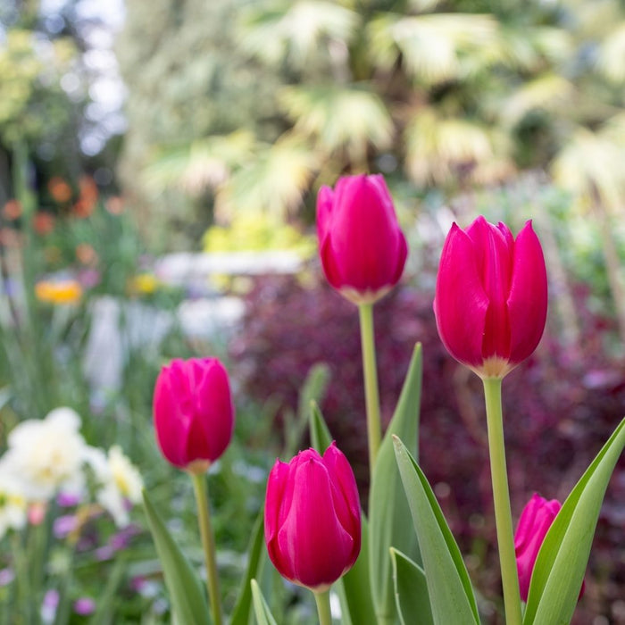 Cold-Treated Tulips - Delta Graffiti - 10 bulbs p-pack
