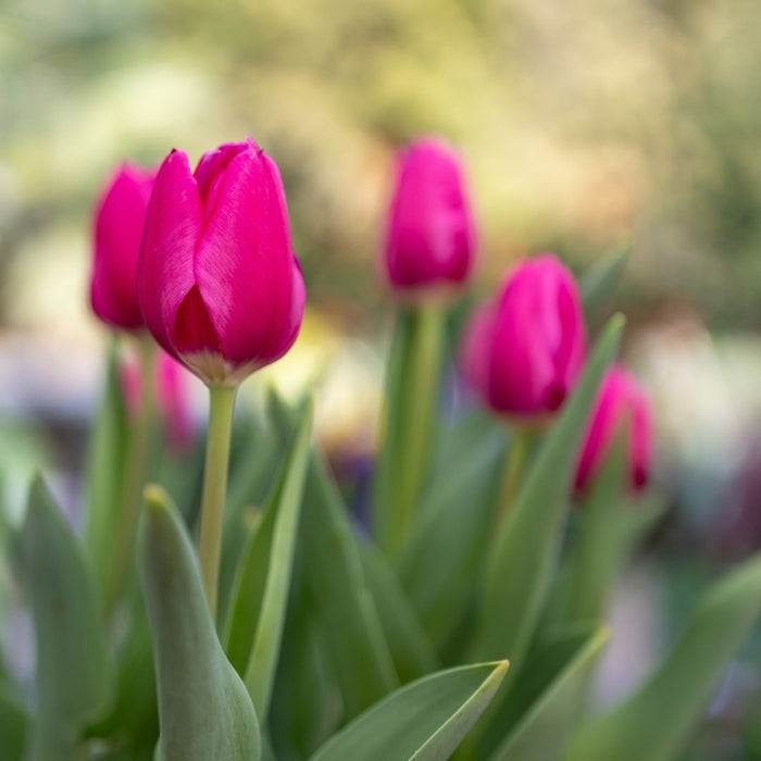 Cold-Treated Tulips - Delta Graffiti - 10 bulbs p-pack