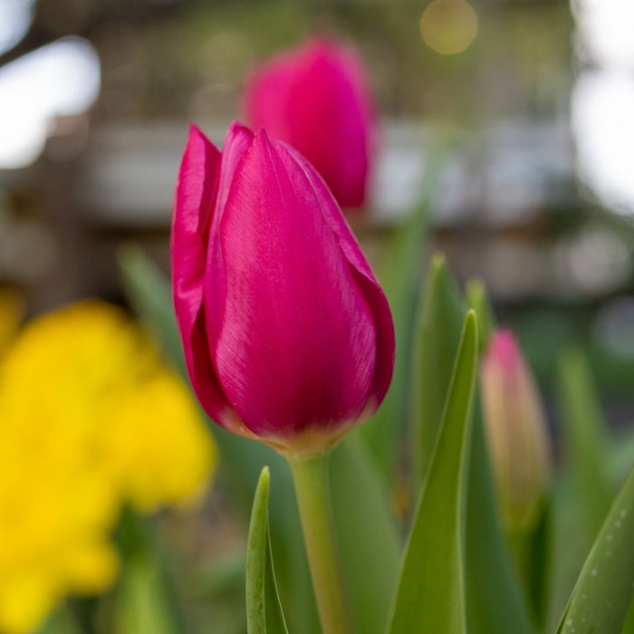 Cold-Treated Tulips - Delta Graffiti - 10 bulbs p-pack