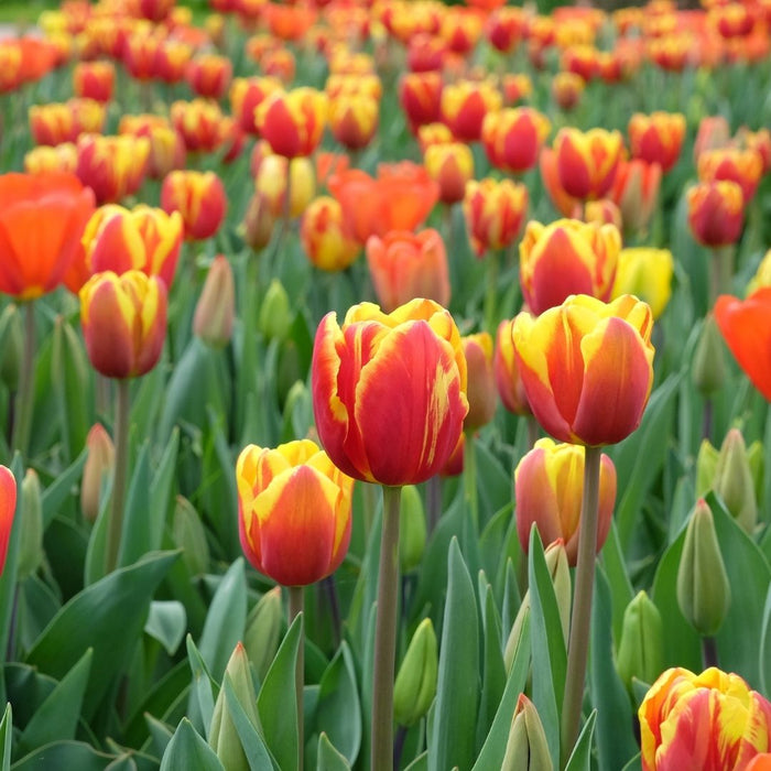 Cold-Treated Tulips - Denmark - 10 bulbs p-pack