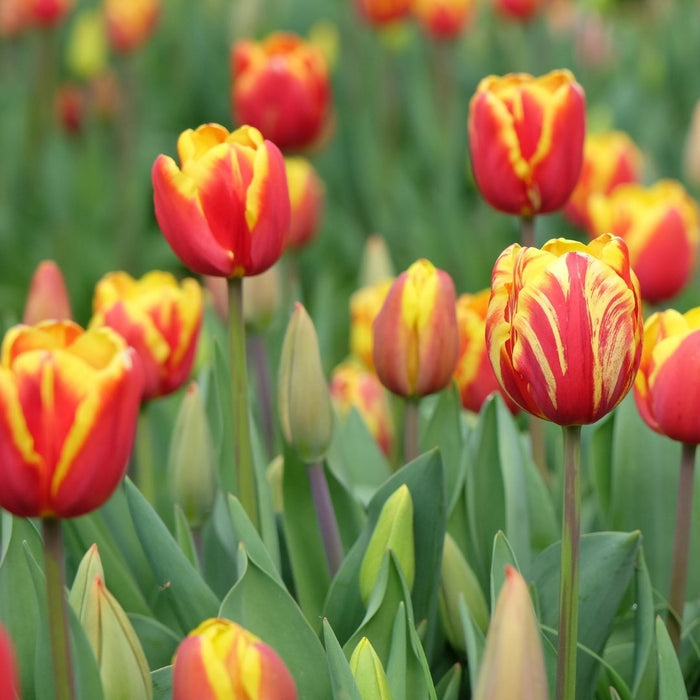 Cold-Treated Tulips - Denmark - 10 bulbs p-pack