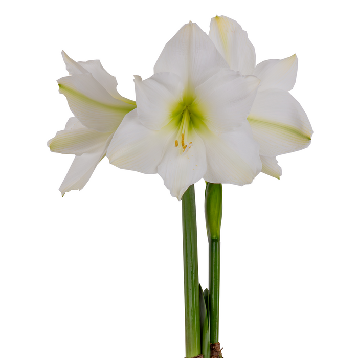 Hippeastrum (amaryllis) Sonata Single - Destiny™- 2 bulbs p-pack