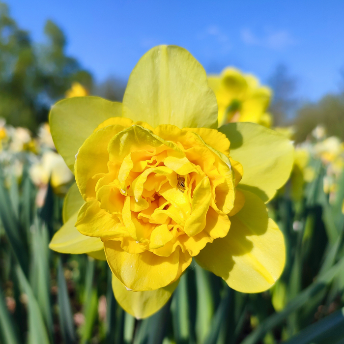 Narcissus (daffodil) - Dick Wilden (Double) - 5 bulbs p-pack